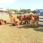 Charters Towers Beep Xpo PIC