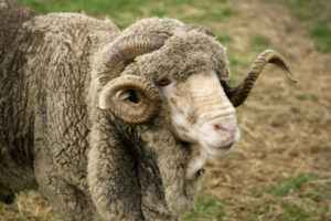 NZ Merino