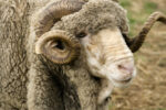 New Zealand Merino Wool