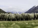 The-NZ-Merino-Co-Ltd-NZ-F-Website