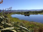 Wetlands-kidneys-of-the-land-NZF-Website