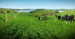 Dairy-NZ-NZF-Website