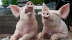 Pigs-NZF-Website