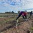 SAs first commercial agave crop planted at Willunga