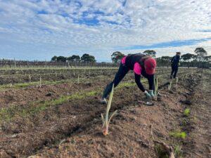 SAs first commercial agave crop planted at Willunga